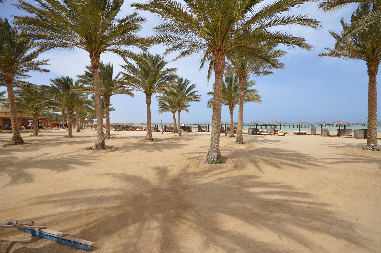 palm beach tree free photo