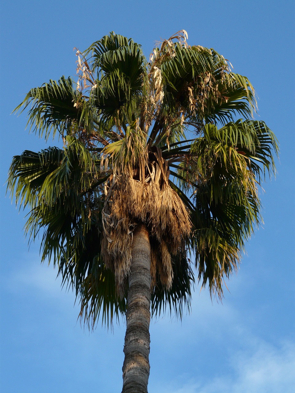 palm date palm phoenix palm free photo
