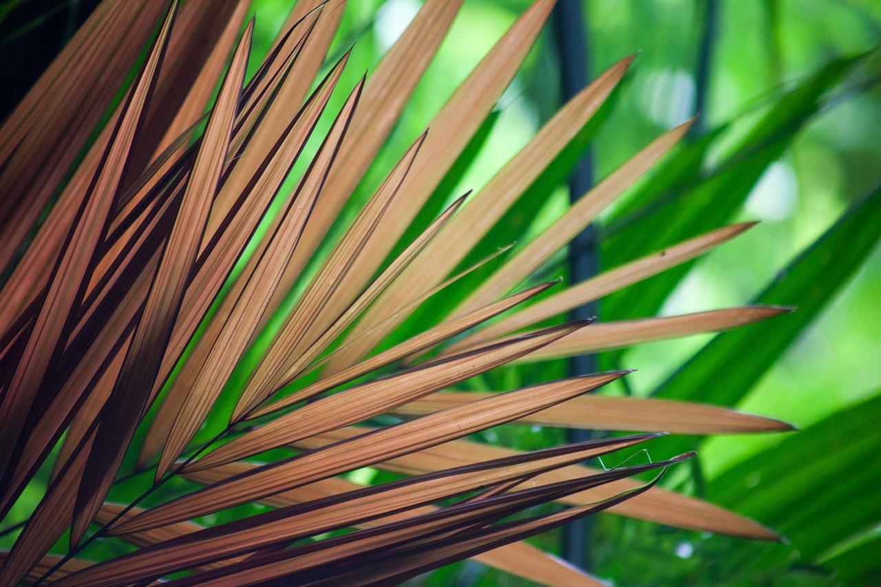palm leaves brwon free photo