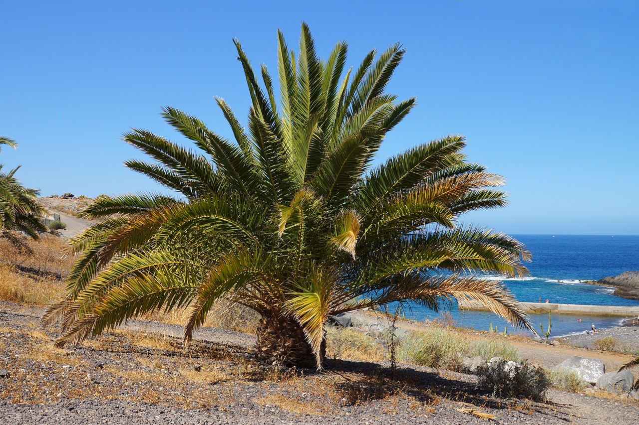 palm tenerife sea free photo