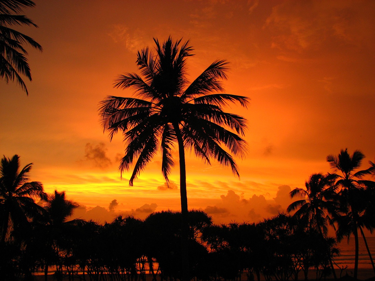 palm sunset holiday free photo