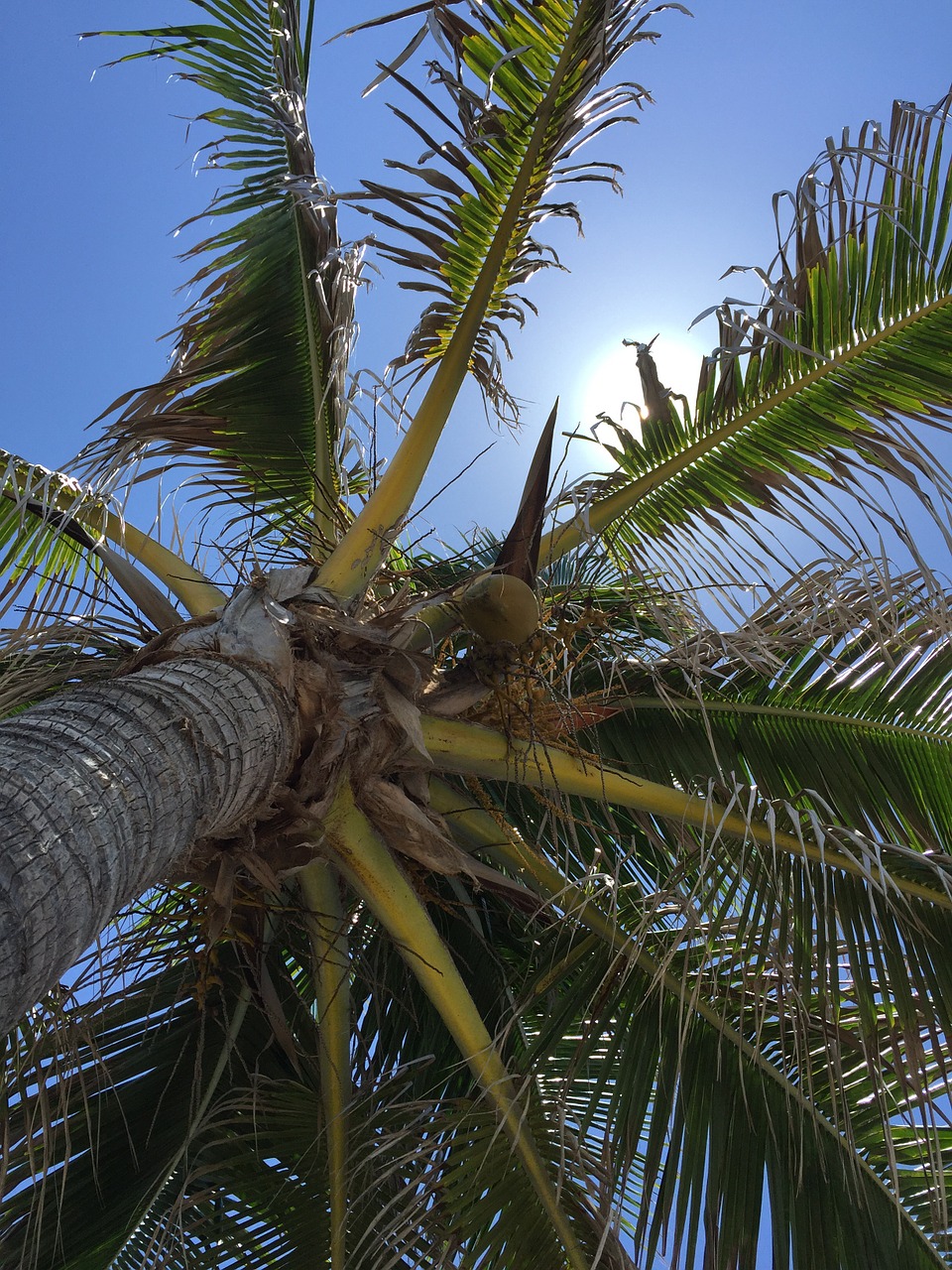 palm tree tropical free photo