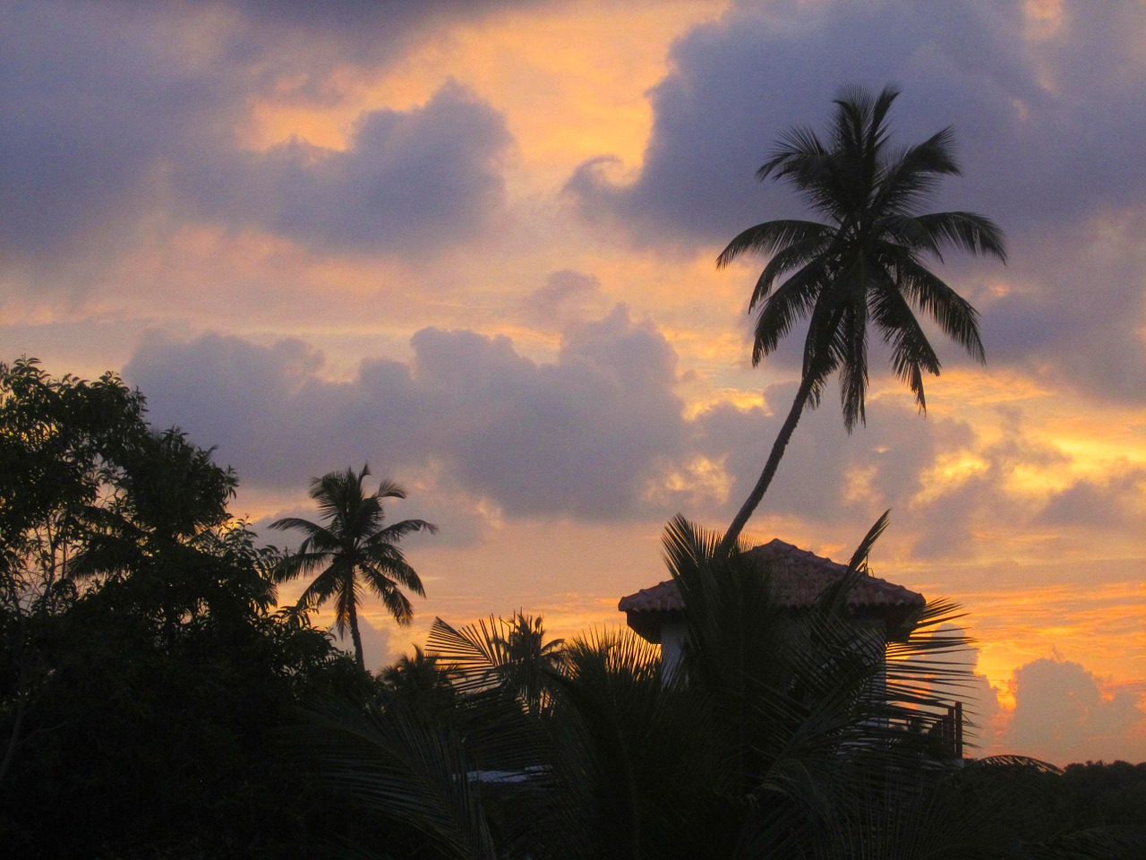 palm evening light sunset free photo