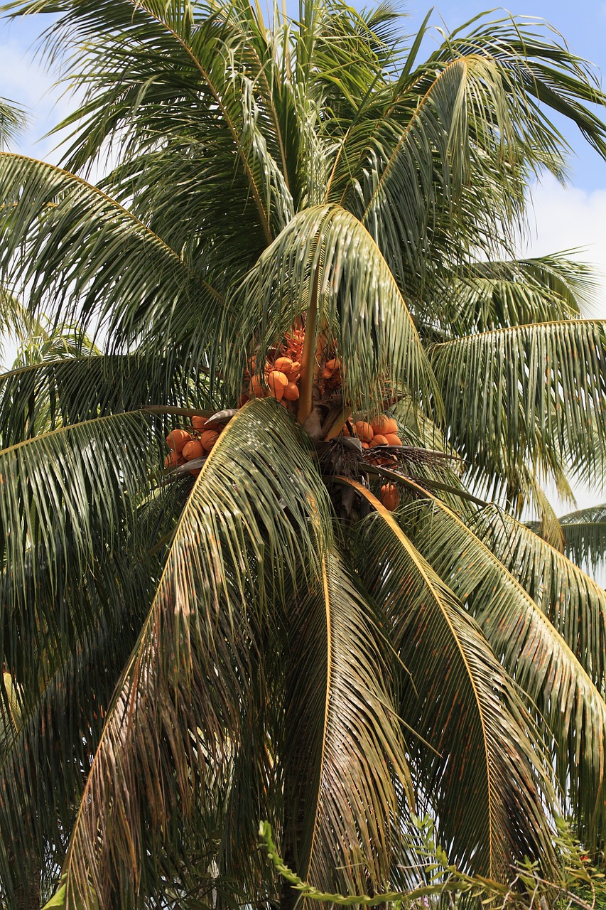 palm coconut tree free photo