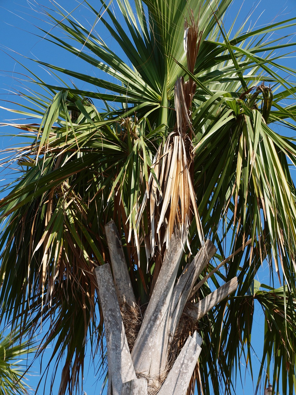 palm palm tree tropical free photo