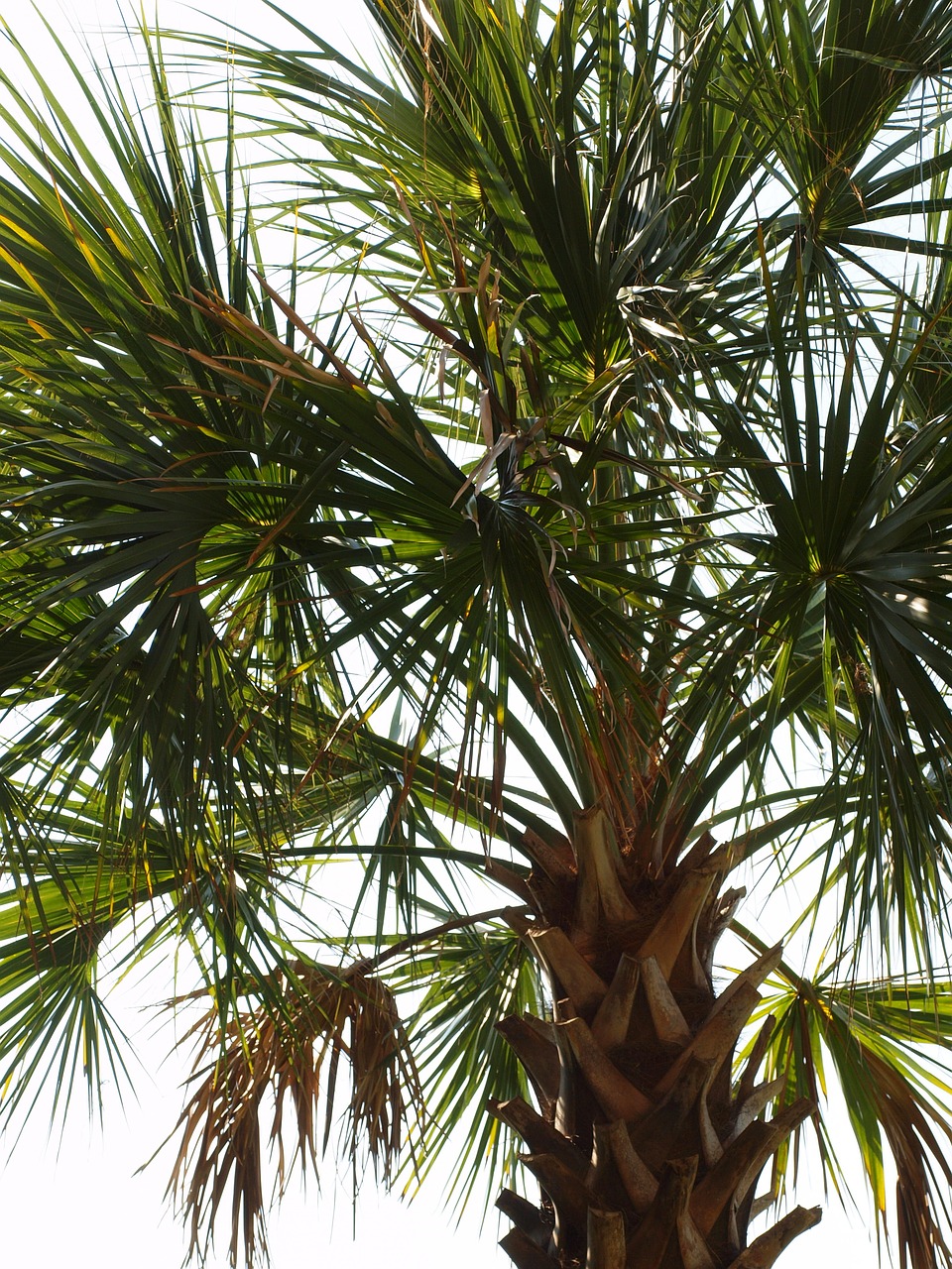 palm palm tree tropical free photo