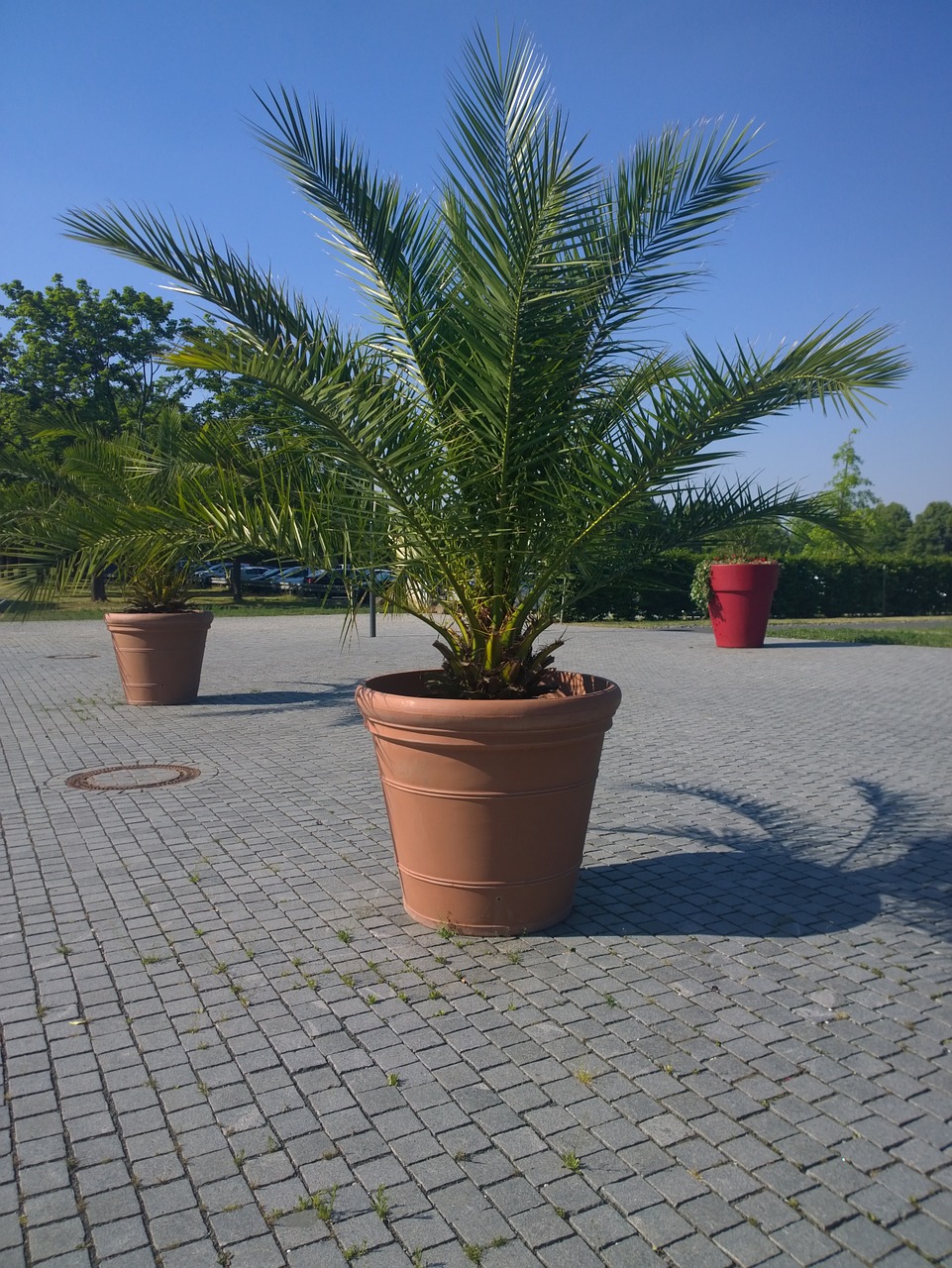 palm plant casting free photo