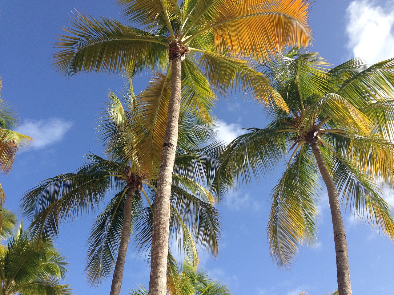 palm sky holiday free photo