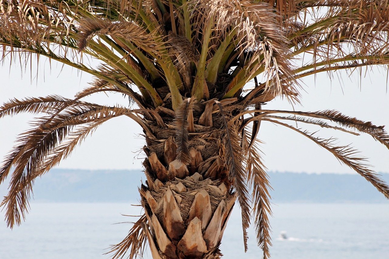 palm water sea free photo