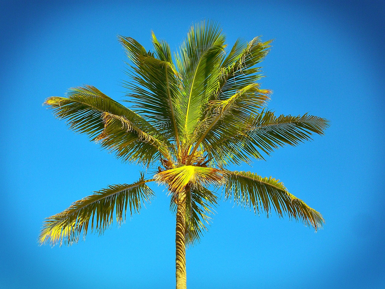 palm caribbean beach free photo