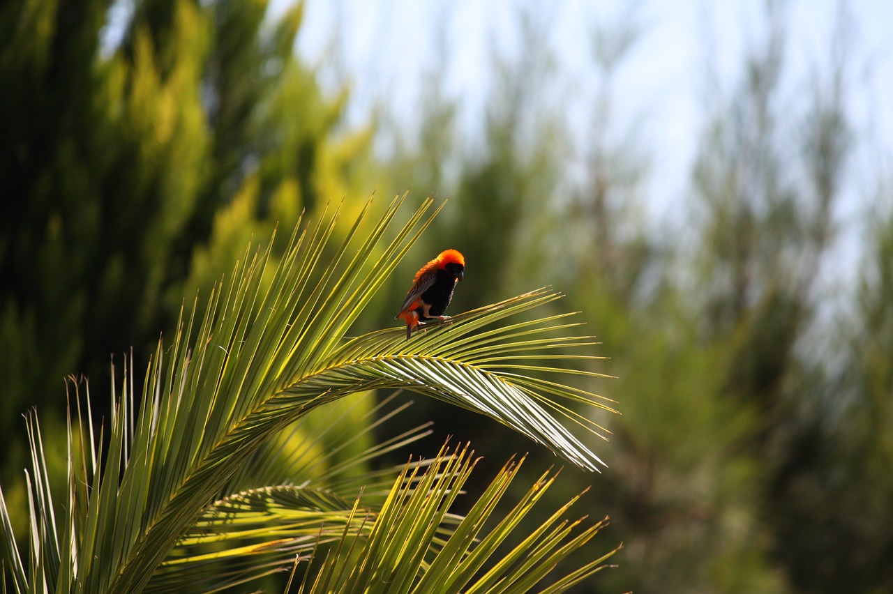 palm bird south africa free photo