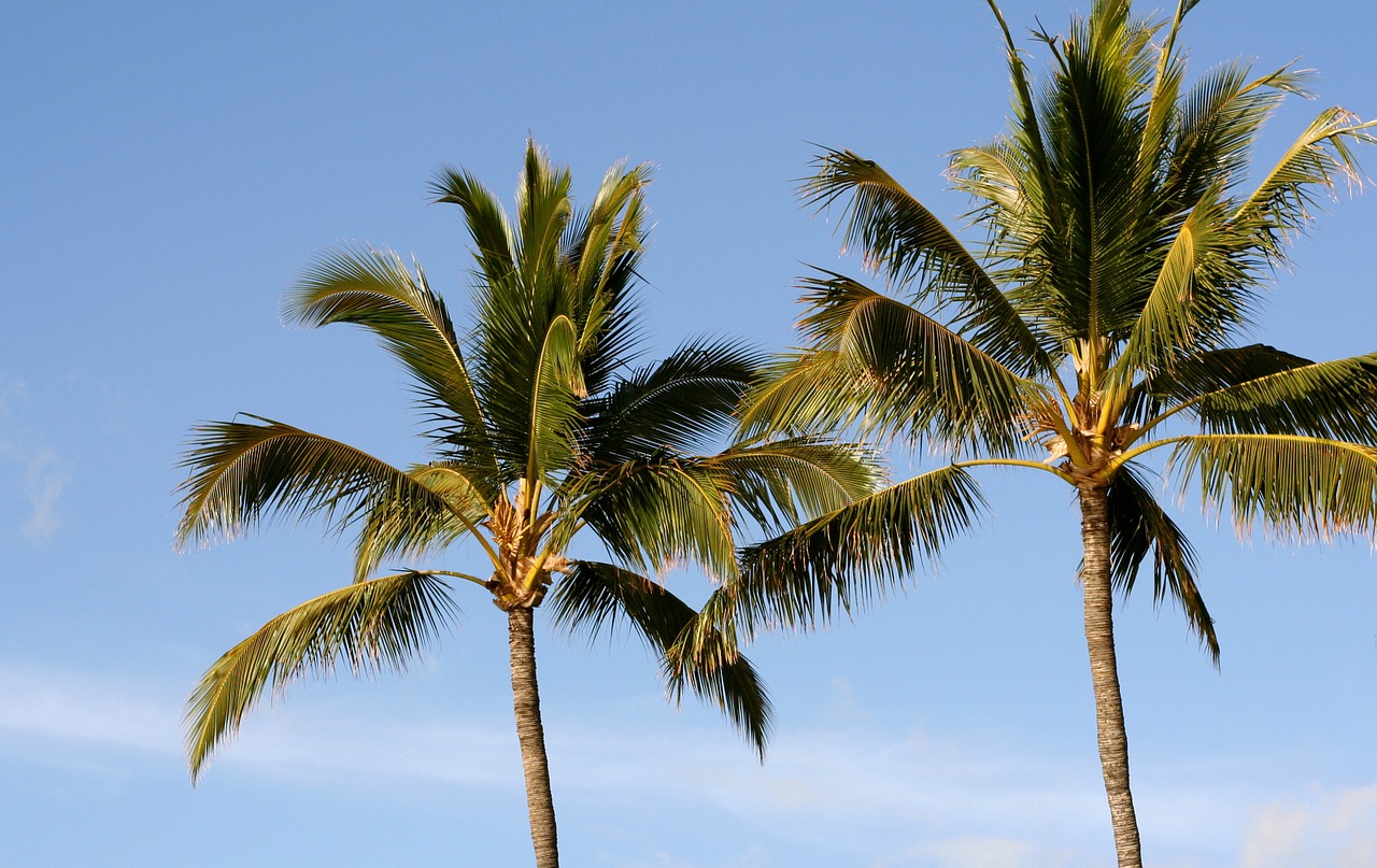palm tree palm tree free photo