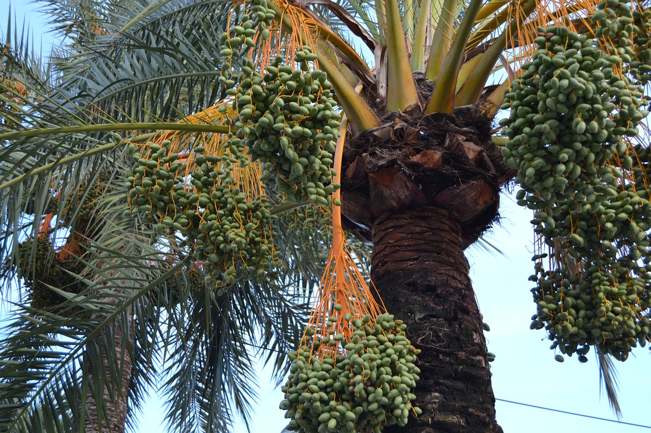 palm fruits plant free photo