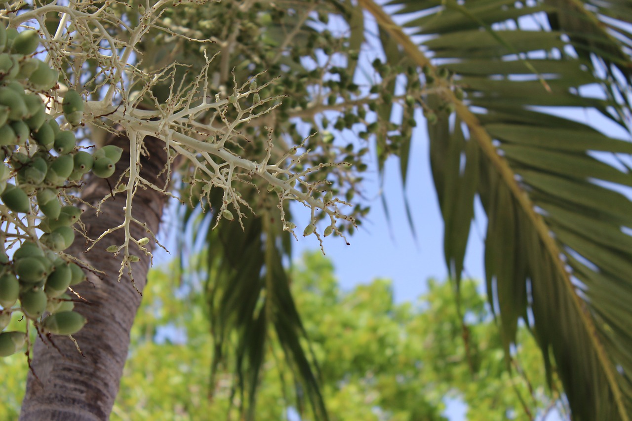 palm tree tropical free photo