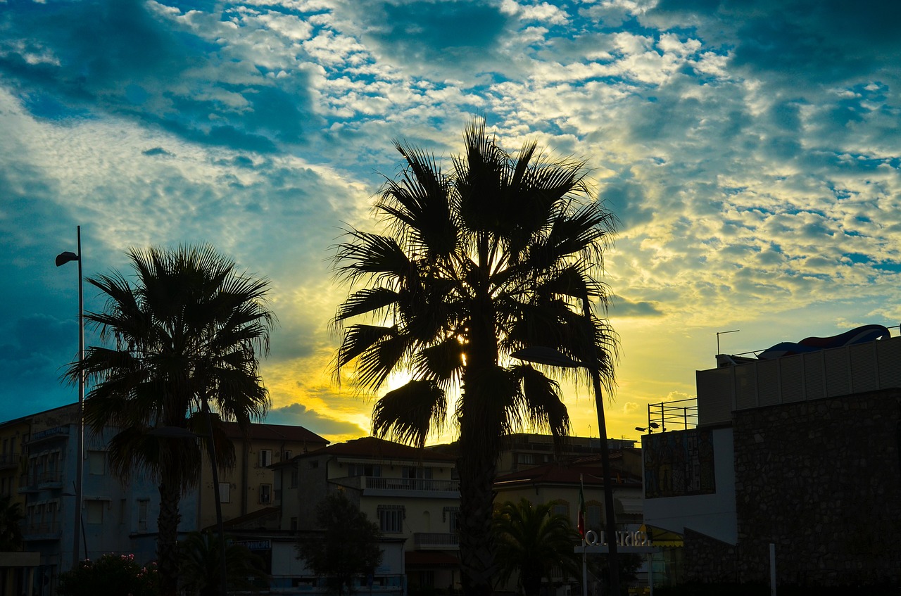 palm sky cloud free photo