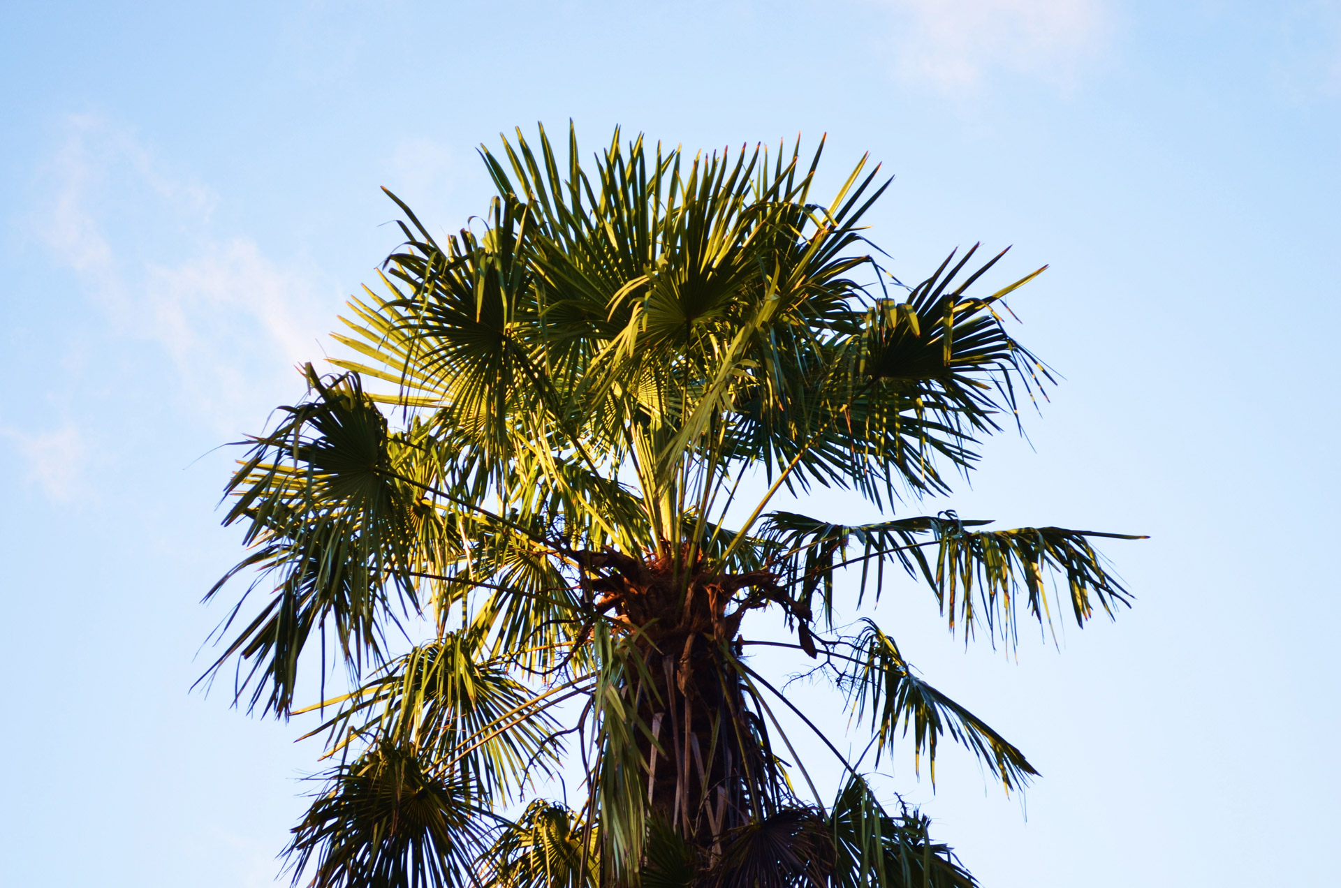 nature palm green free photo