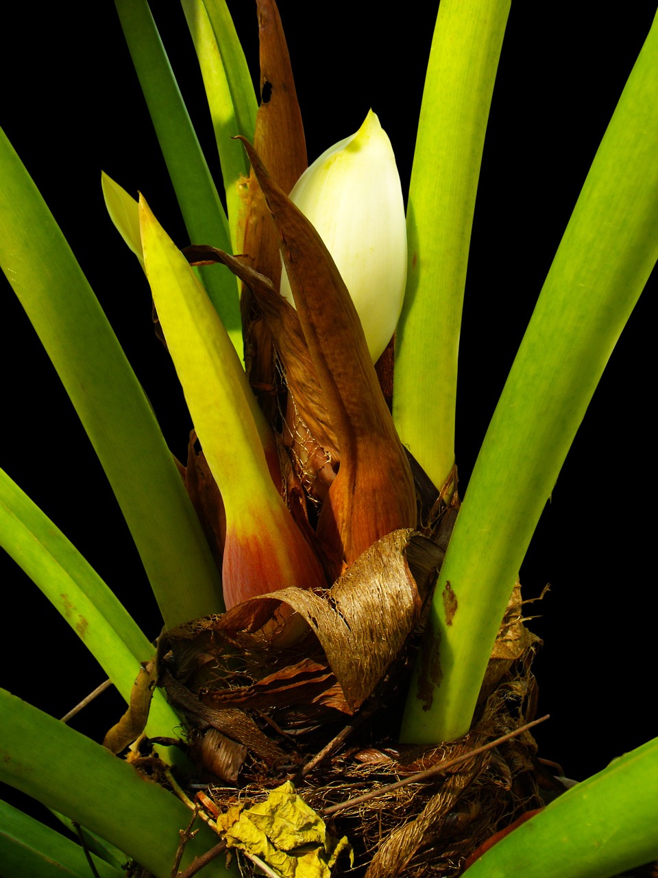 palm blossom palm blossom free photo