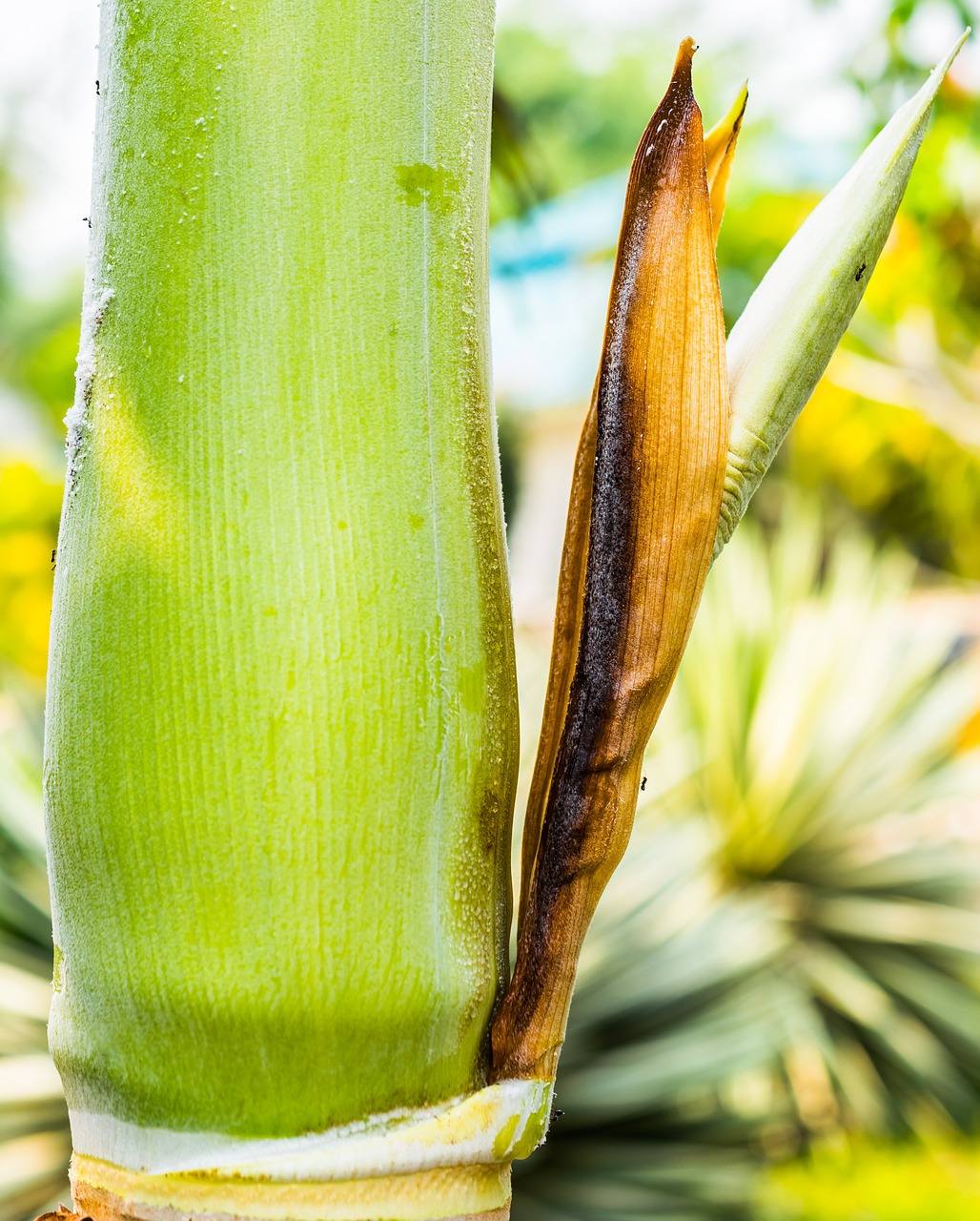 palm blossom palm palm green free photo