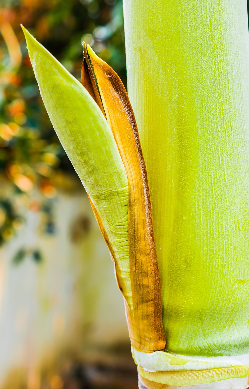 palm blossom palm palm green free photo