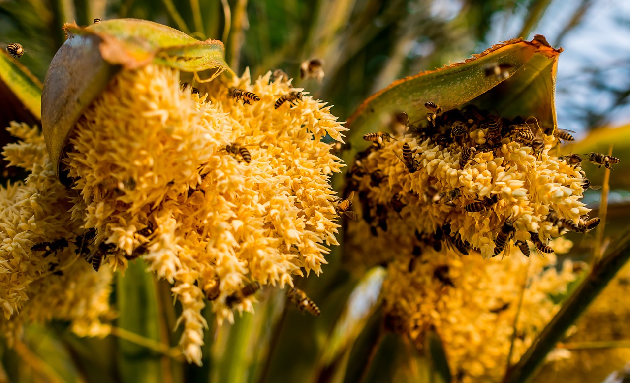 palm blossom bees collect honey free photo