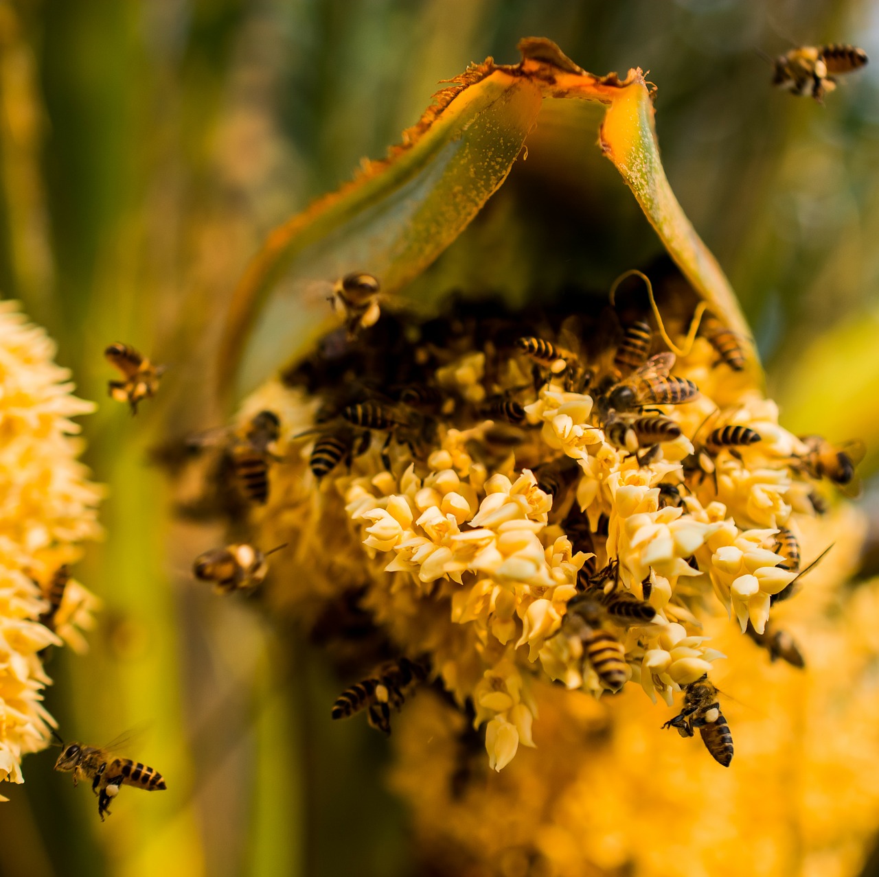 palm blossom bees collect honey free photo