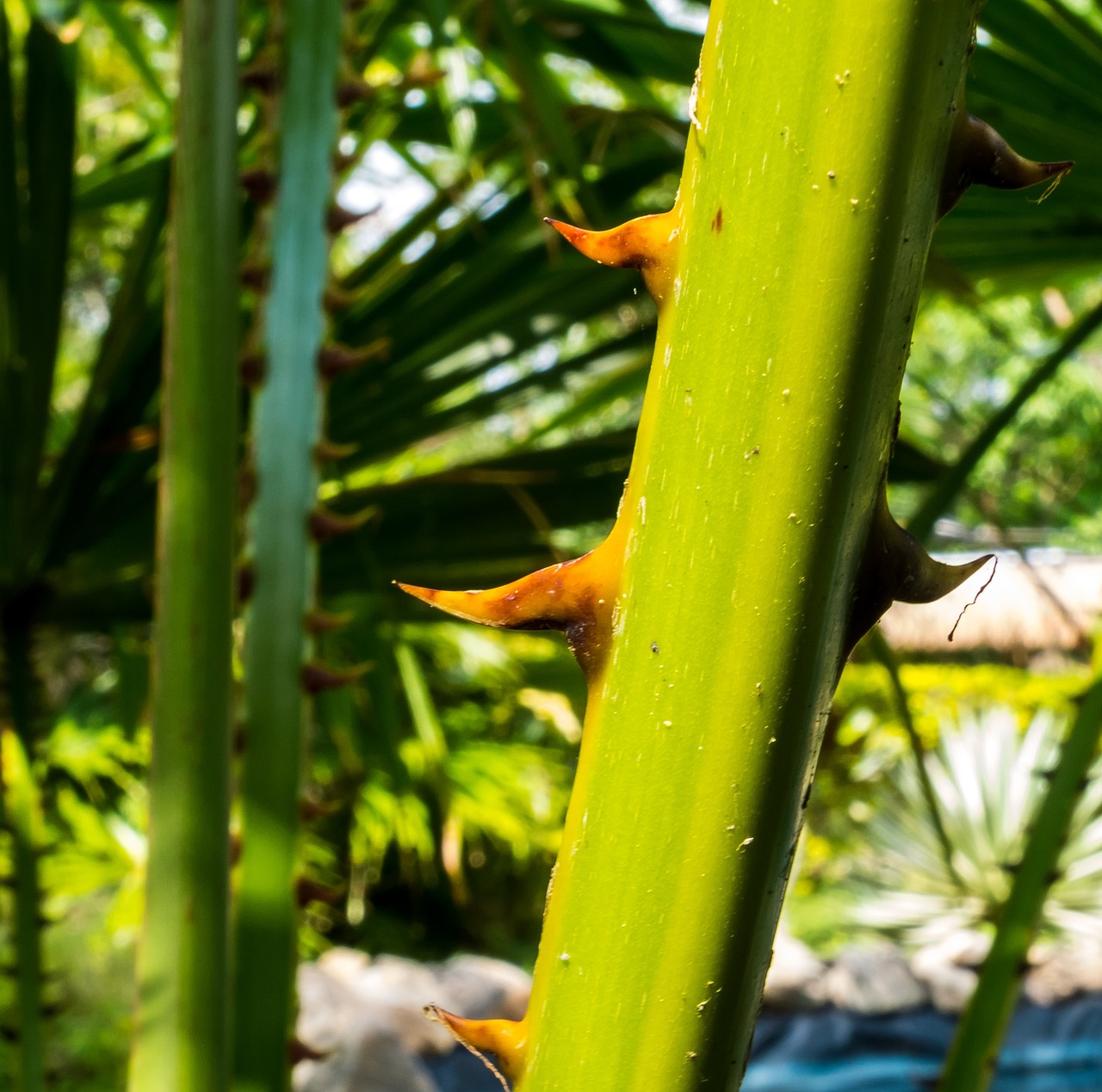 palm branch thorns spur free photo