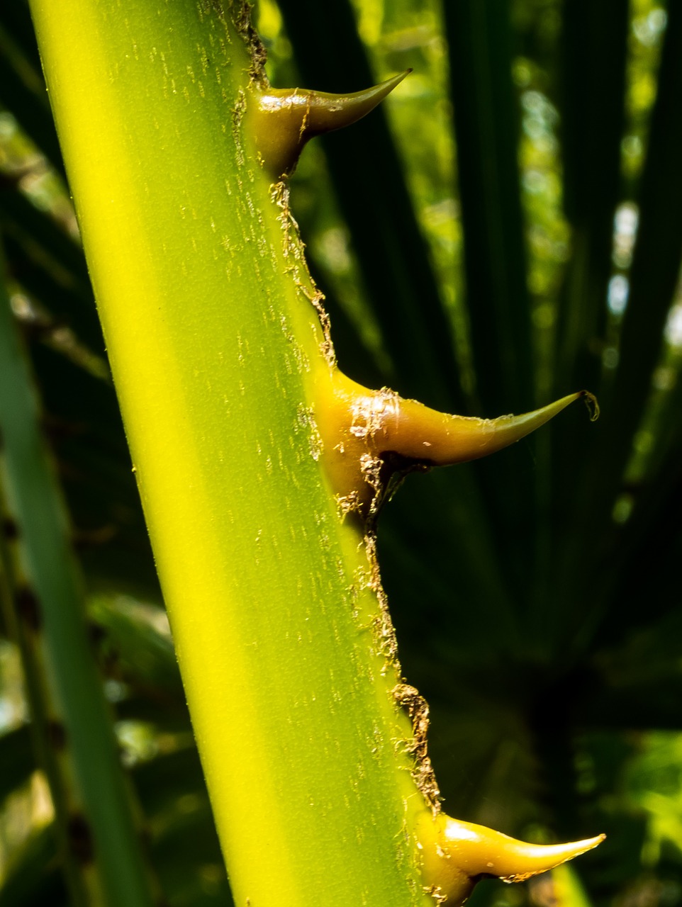 palm branch thorns spur free photo