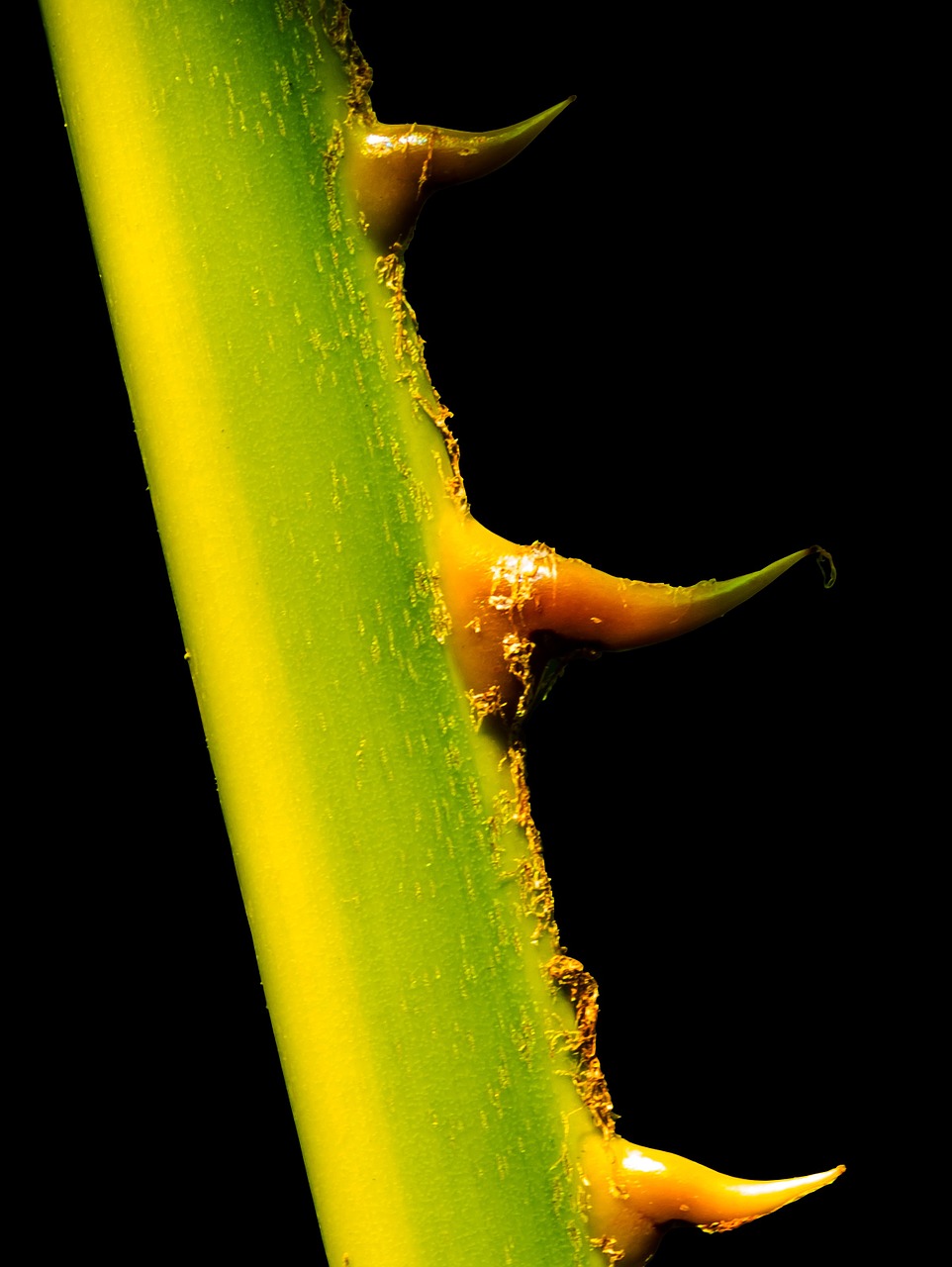 palm branch thorns spur free photo