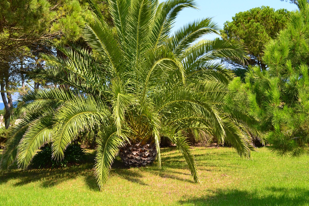 palm canarian palm spain free photo