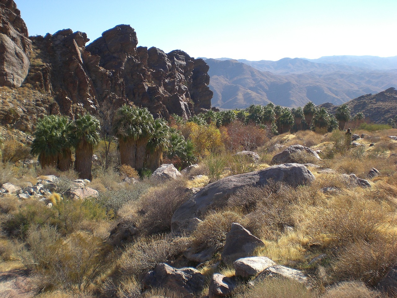 palm canyon nature palm trees free photo