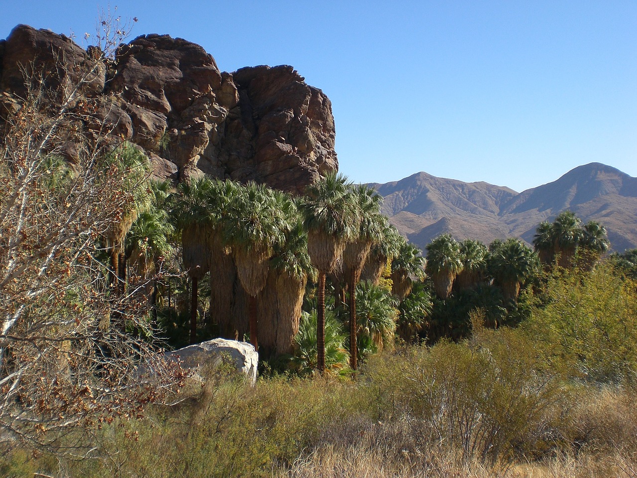 palm canyon california desert free photo