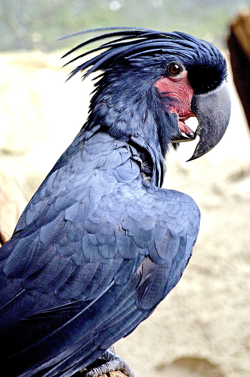 palm cockatoo macaw cockatoo probosciger aterrimus free photo