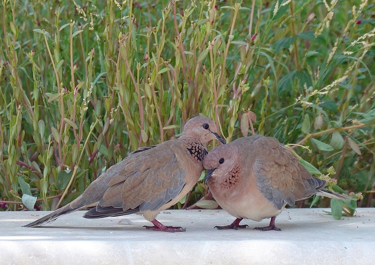 palm doves pigeon birds free photo