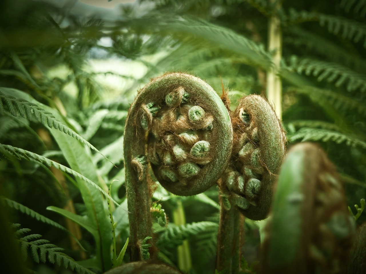 palm fern fern plant free photo