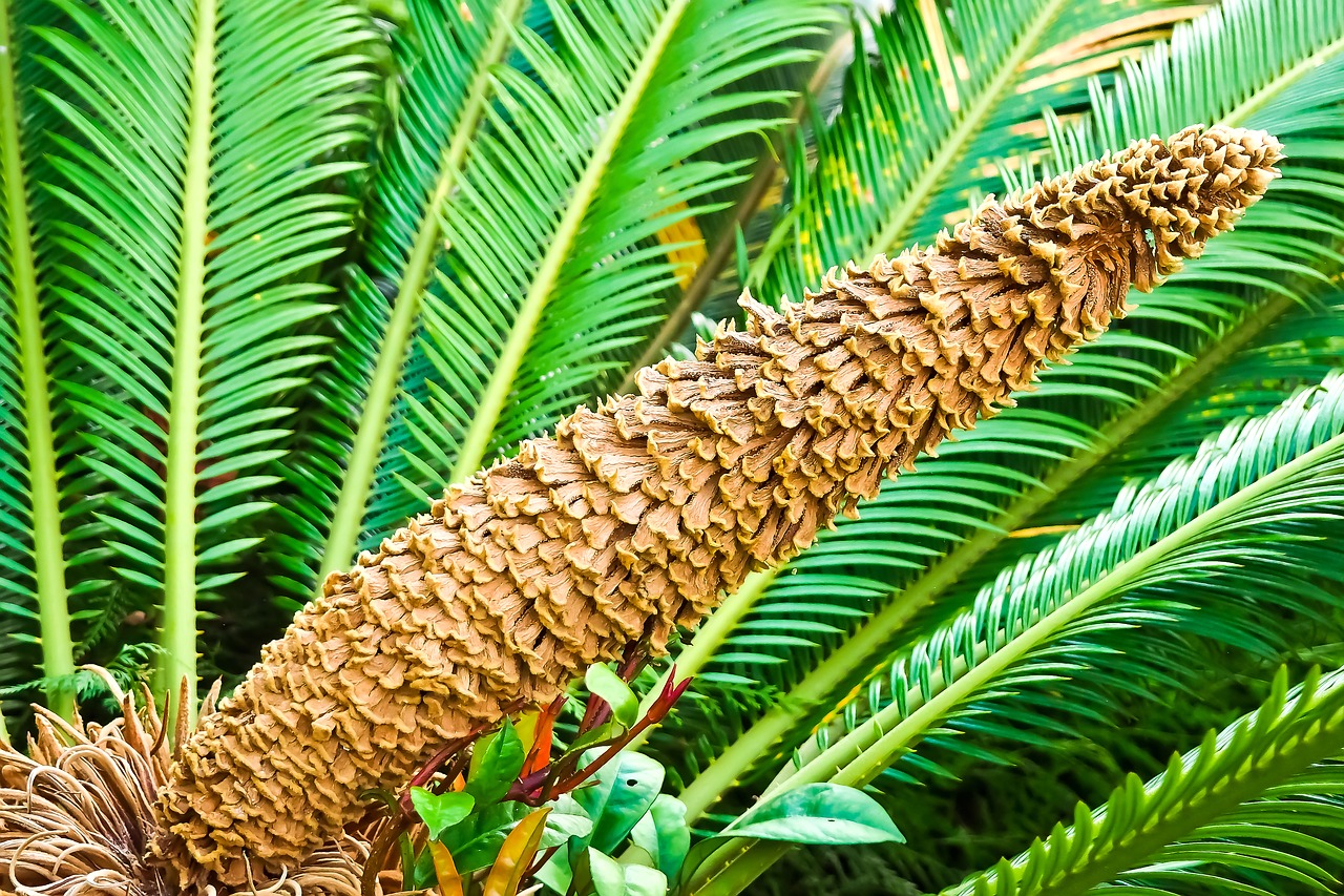 palm fern fern seeds was free photo