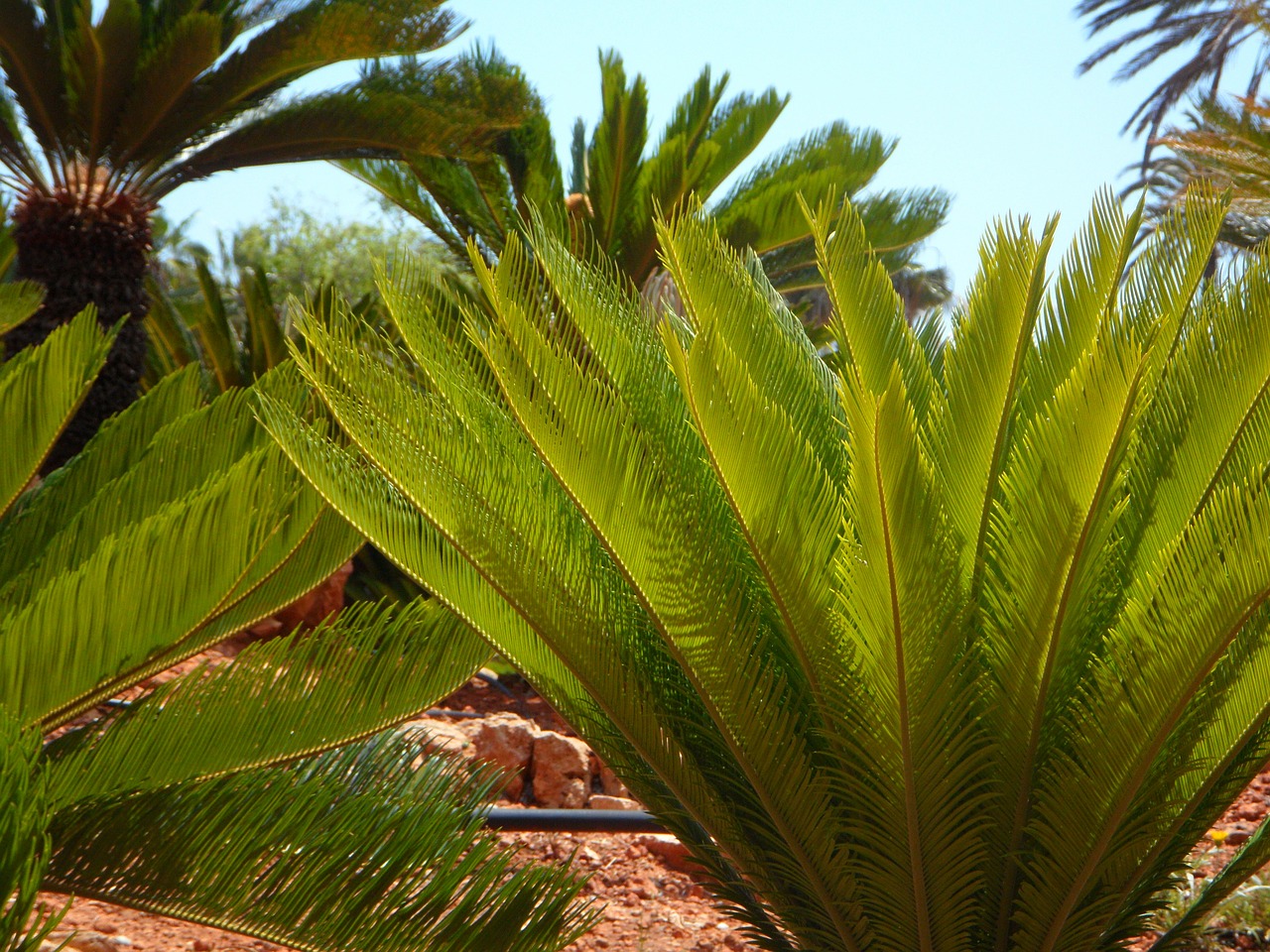 palm fern green lush free photo