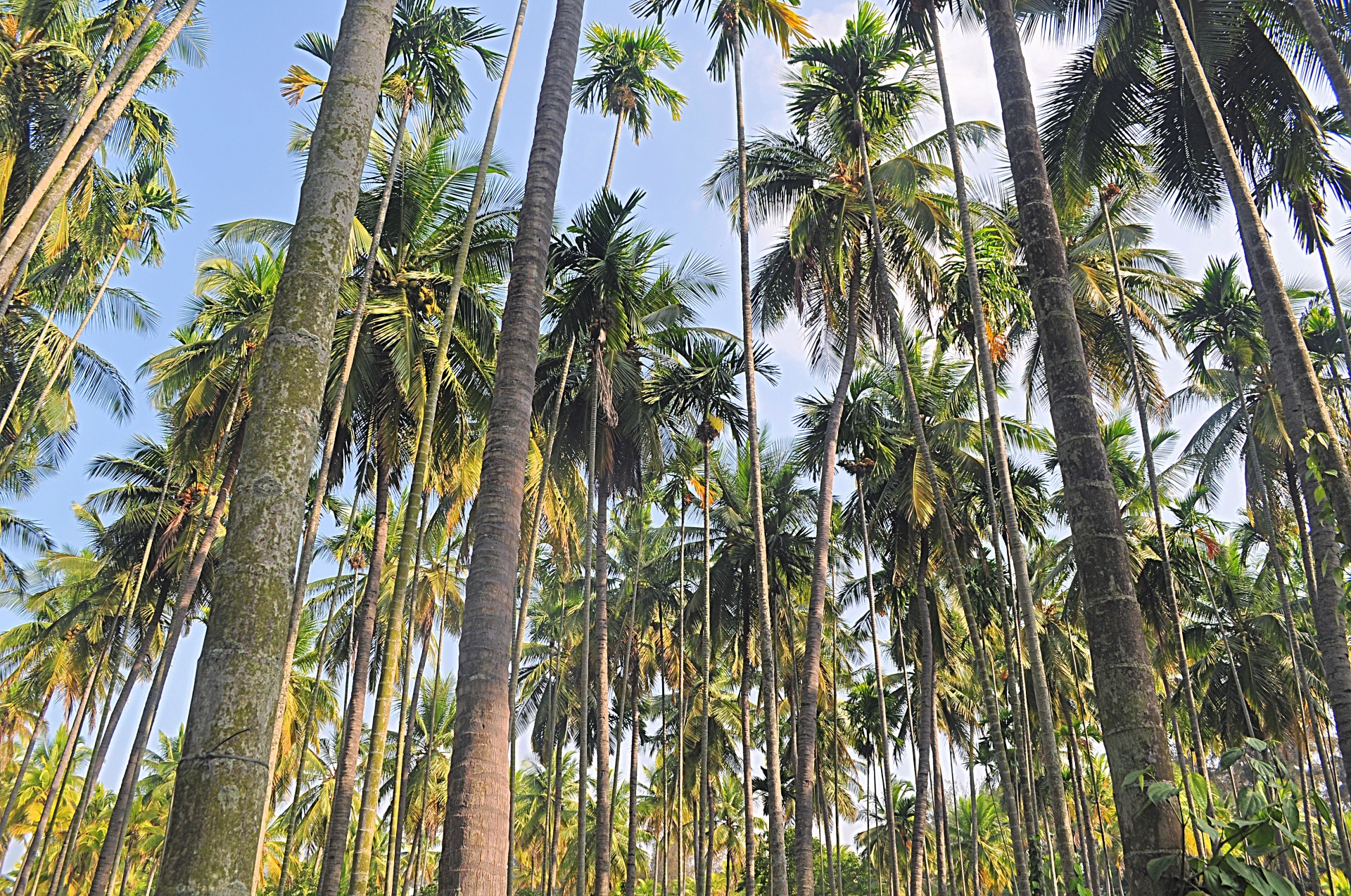 palm forest foliage free photo