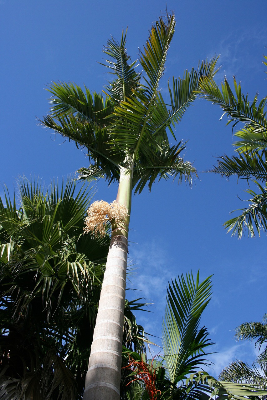 palm forest decorative tree new zealand free photo