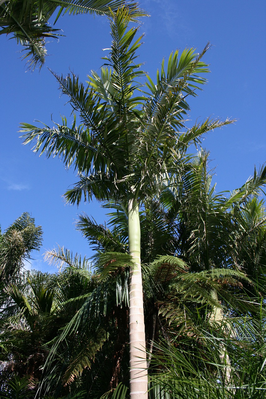 palm forest decorative tree new zealand free photo