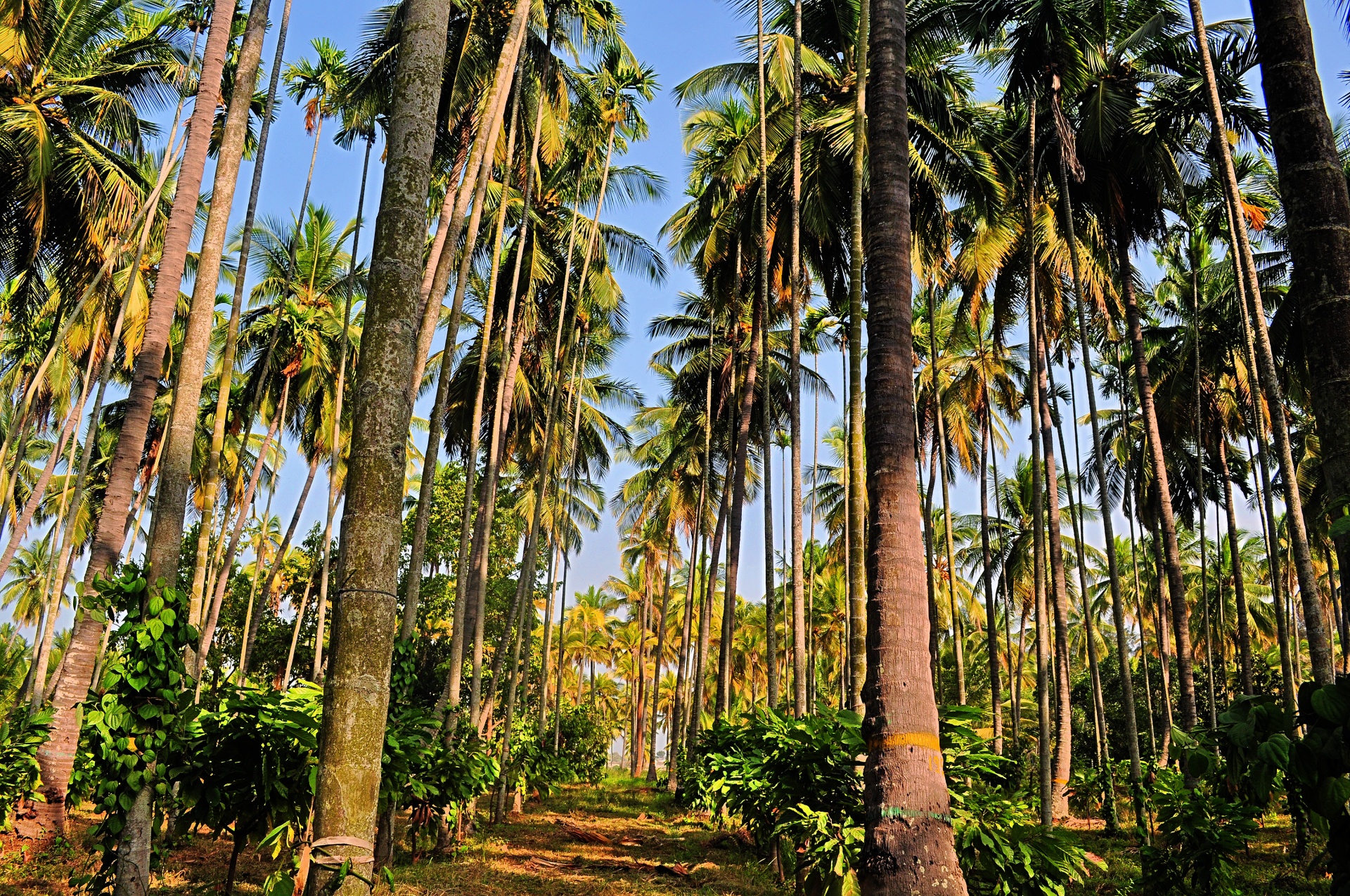 sunlight forest palm free photo