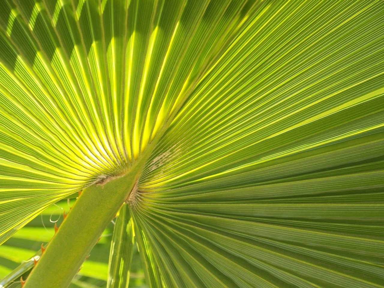 palm frond leaf palm free photo