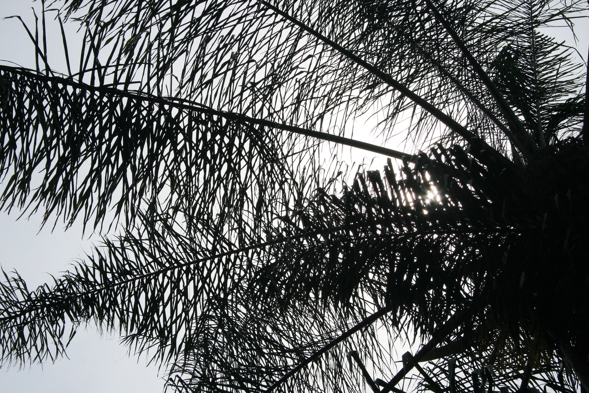 palm tropical subtropical free photo