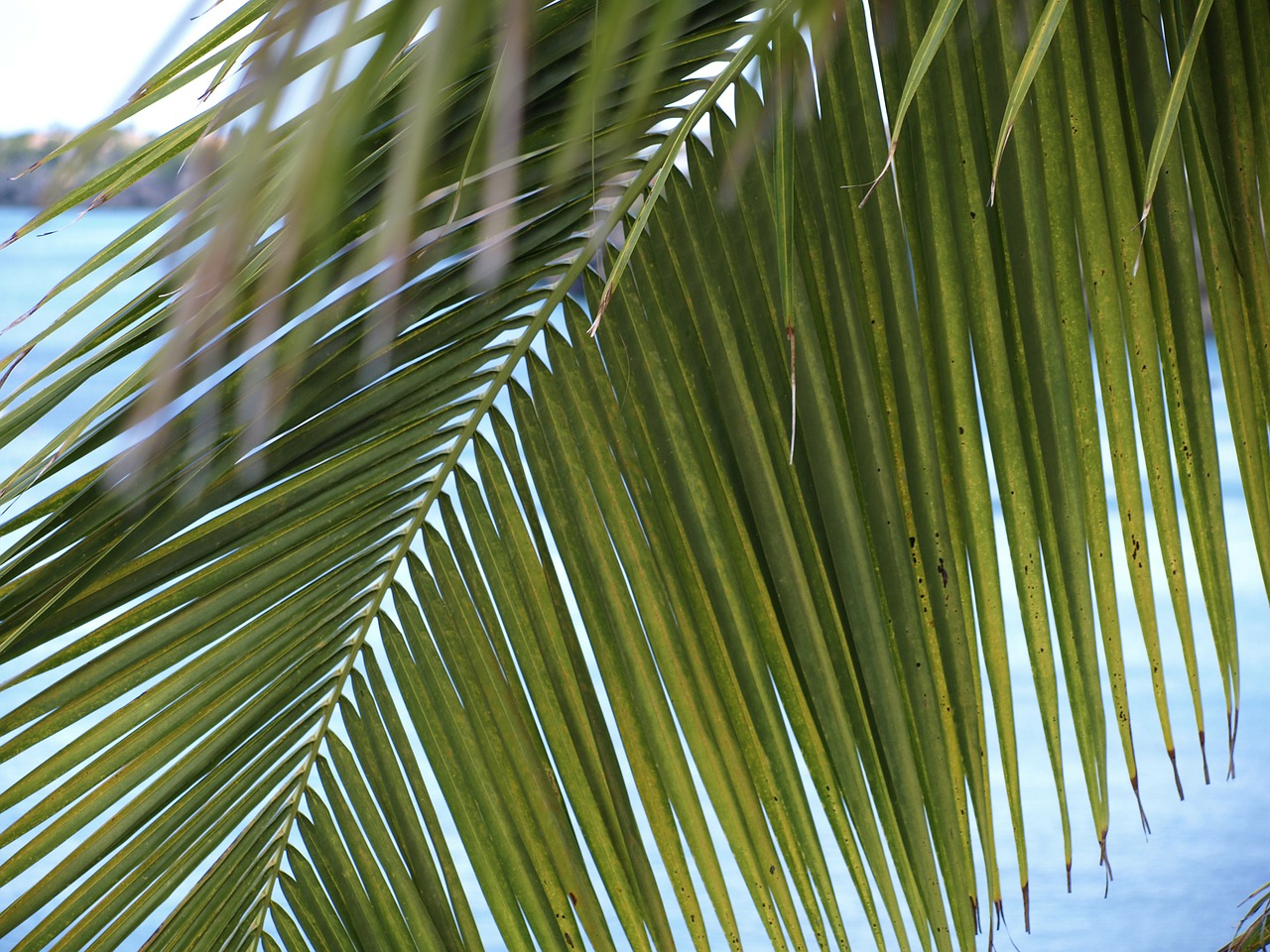 Download Palm Fronds James Light Green Free Photo. 