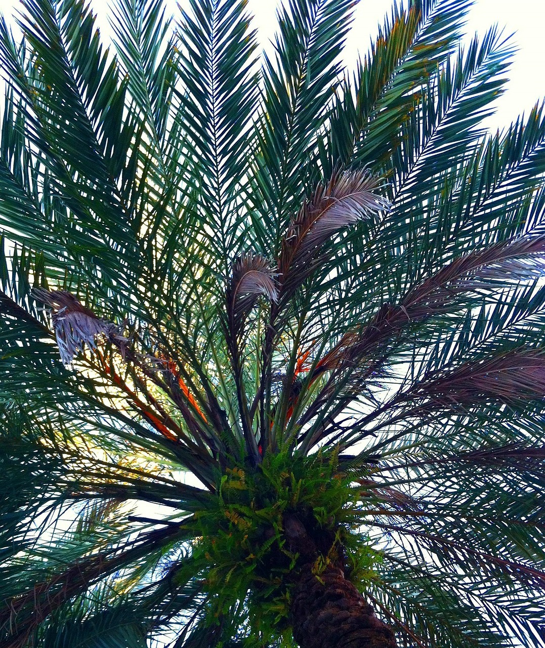 palm fronds tree tropical free photo