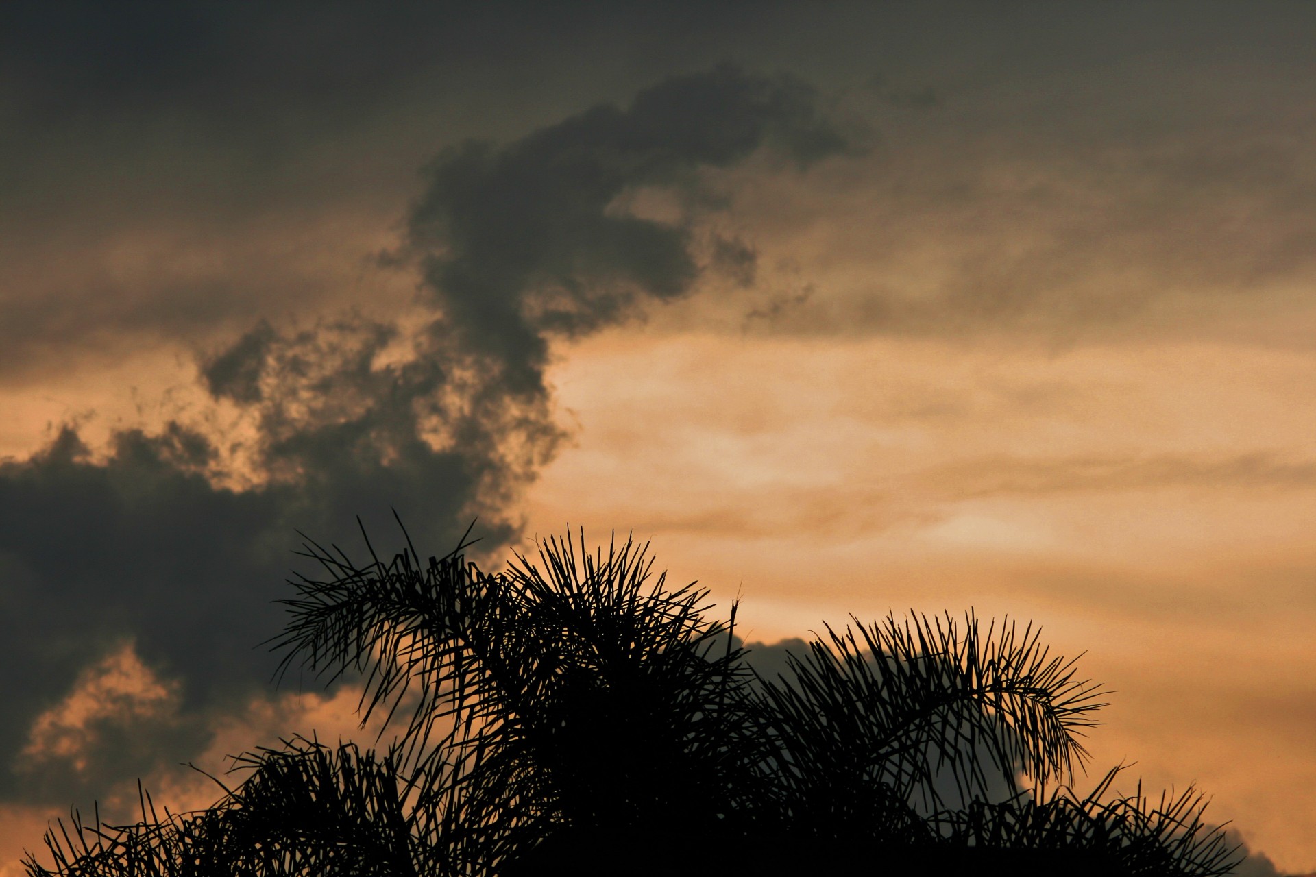 palm branches silhouette free photo