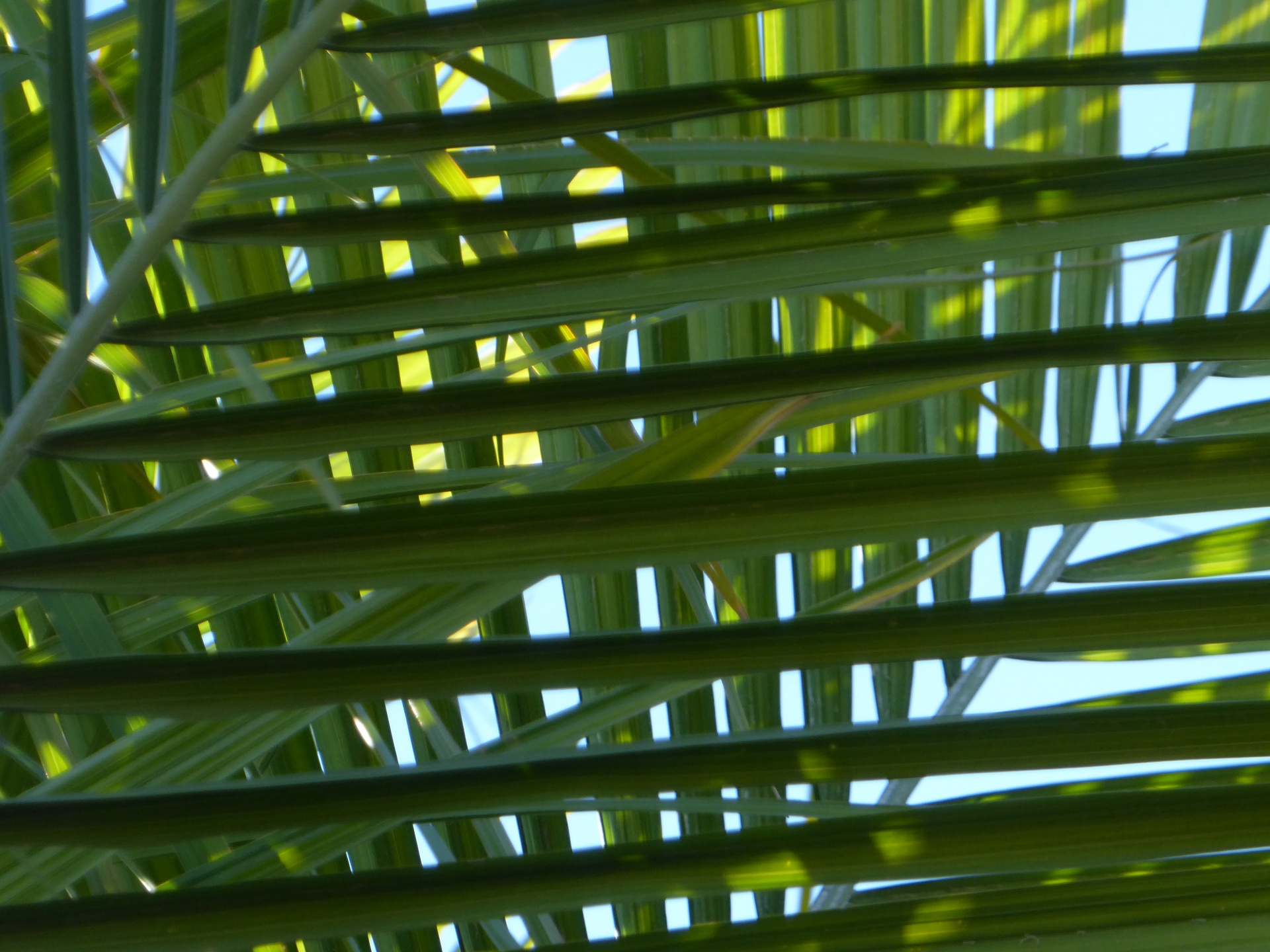 background green palm fronds free photo