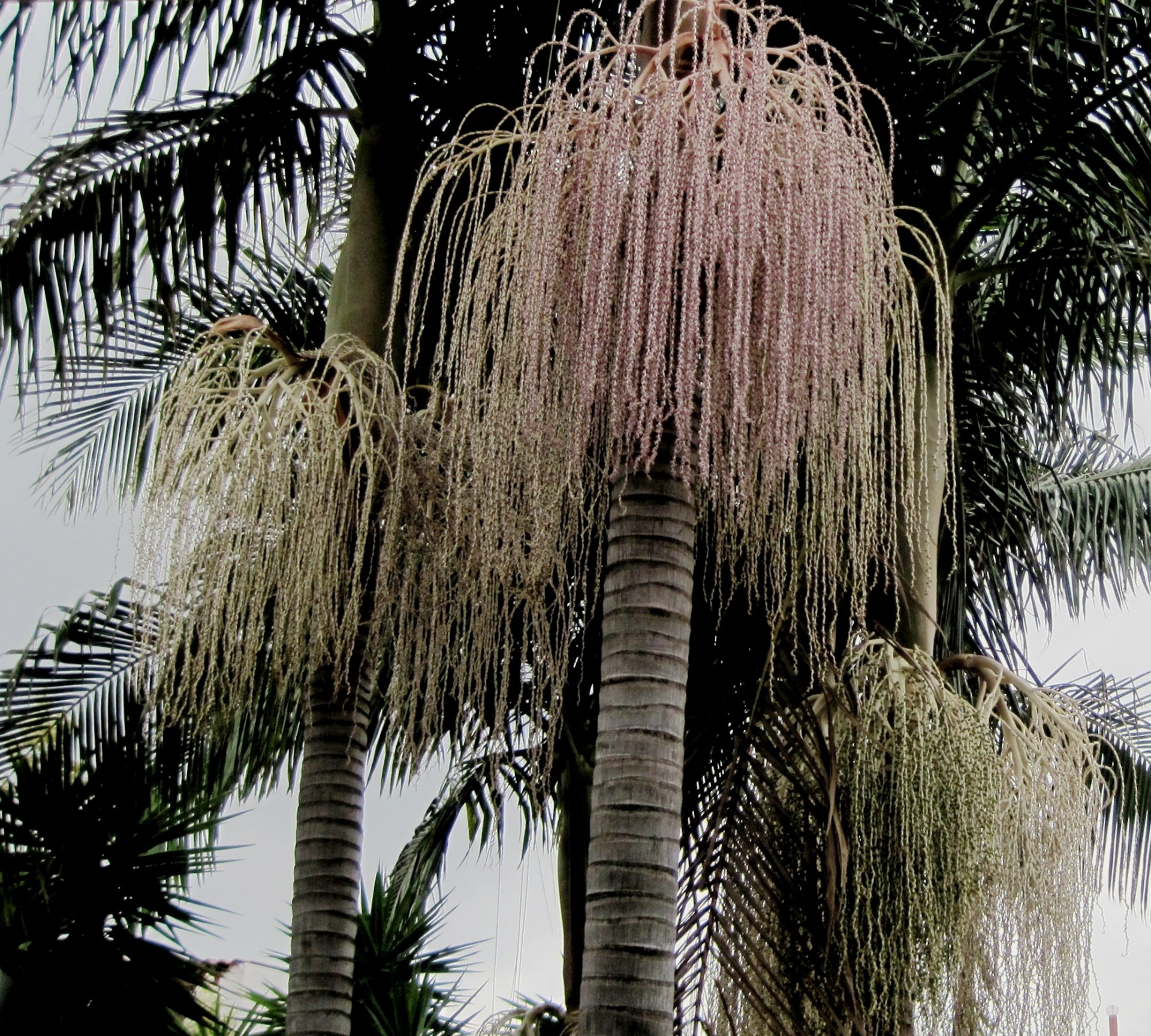 tree palm tall free photo