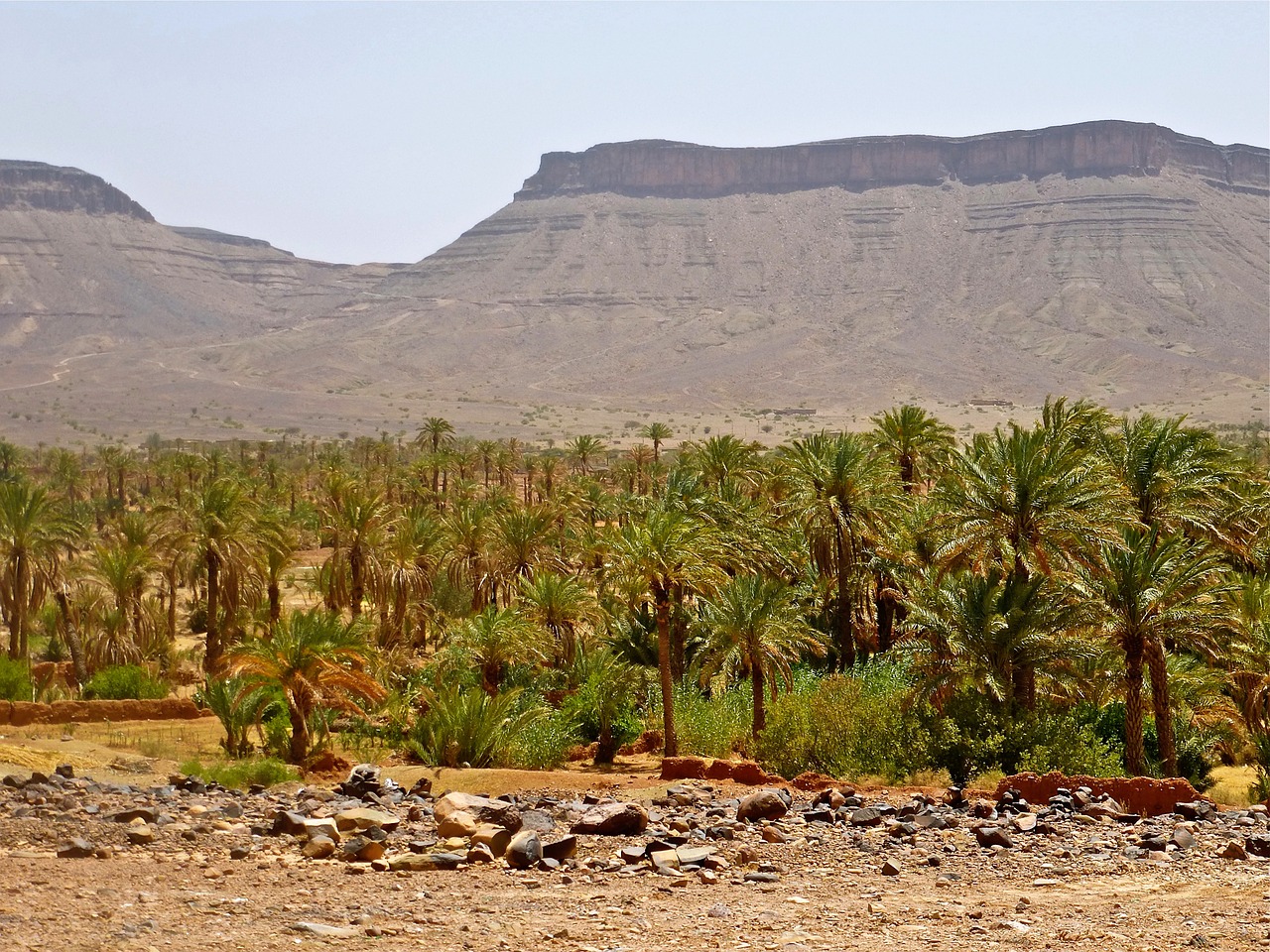 palm grove morocco landscape free photo