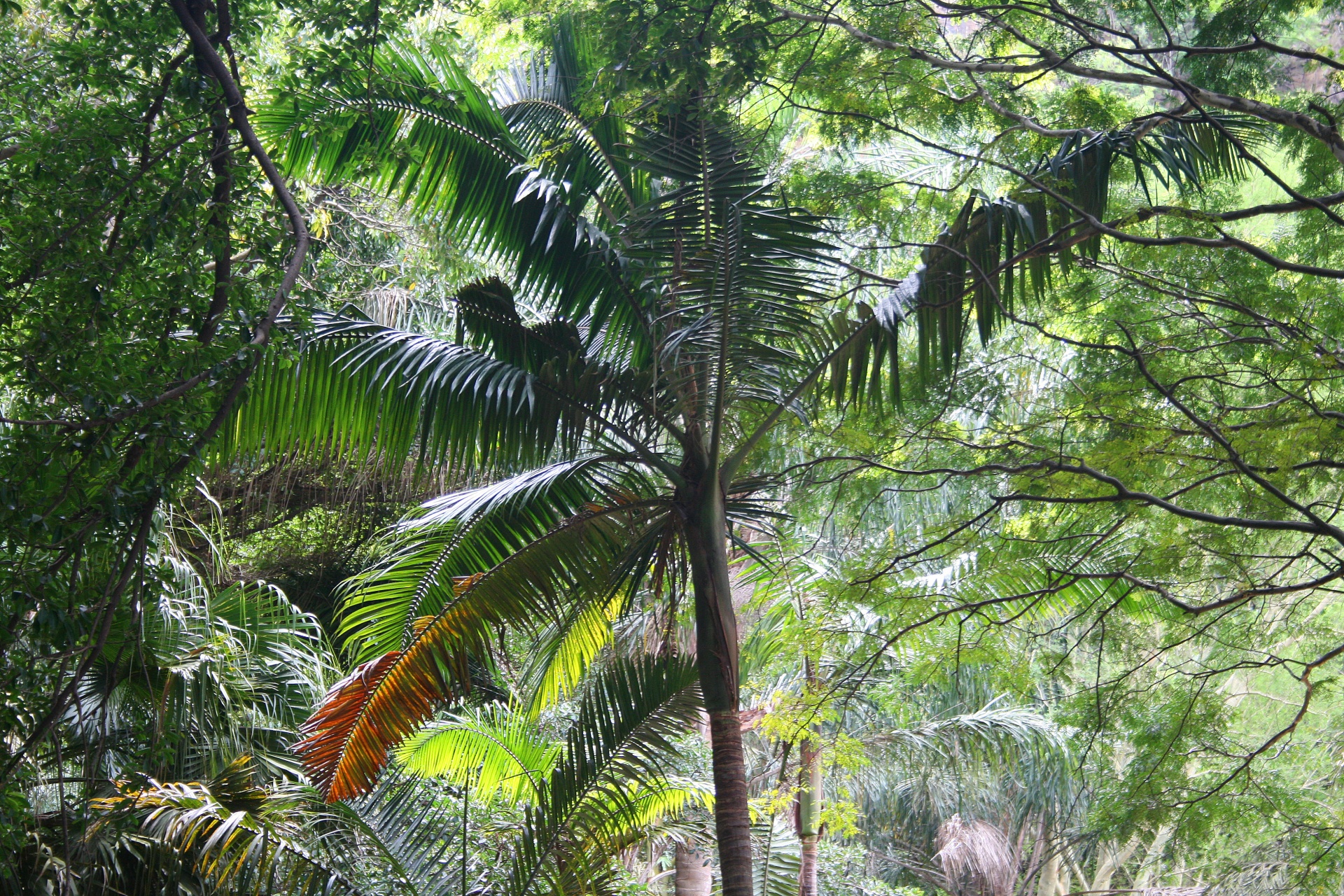 plants palm trees free photo