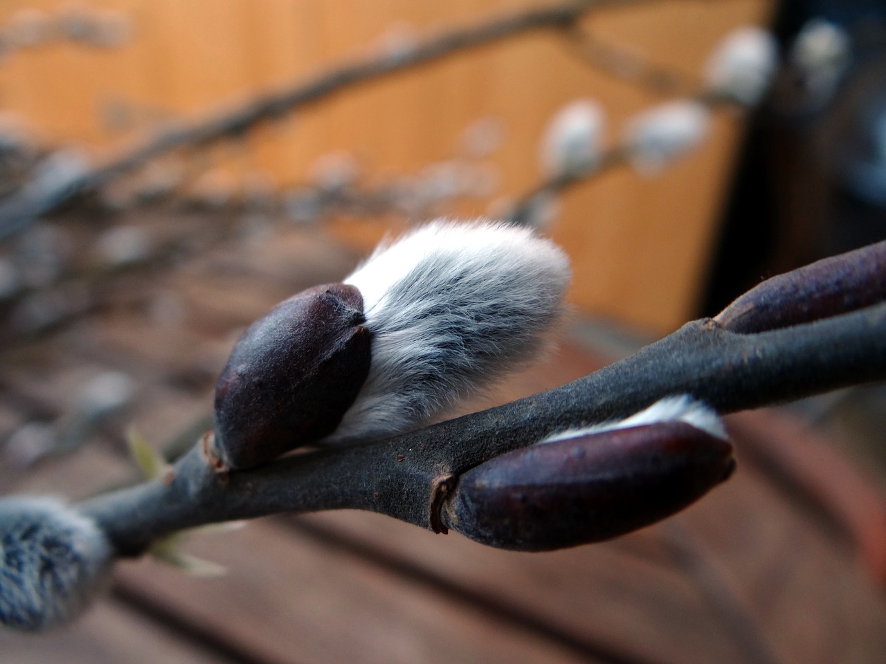 palm kitten willow catkin spring free photo